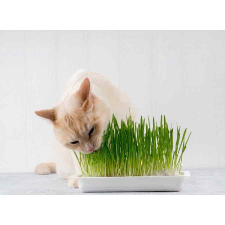 Grass para gatos 70 gr, , large image number null