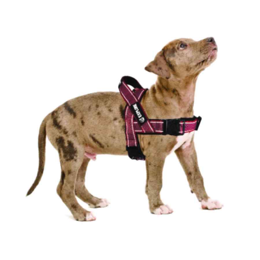 Explore harness rojo  m, , large image number null