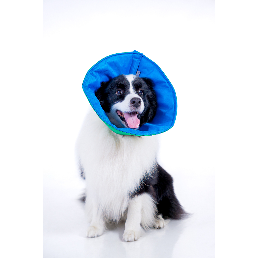 Lmb collar recoverypet lino (isabelino), , large image number null