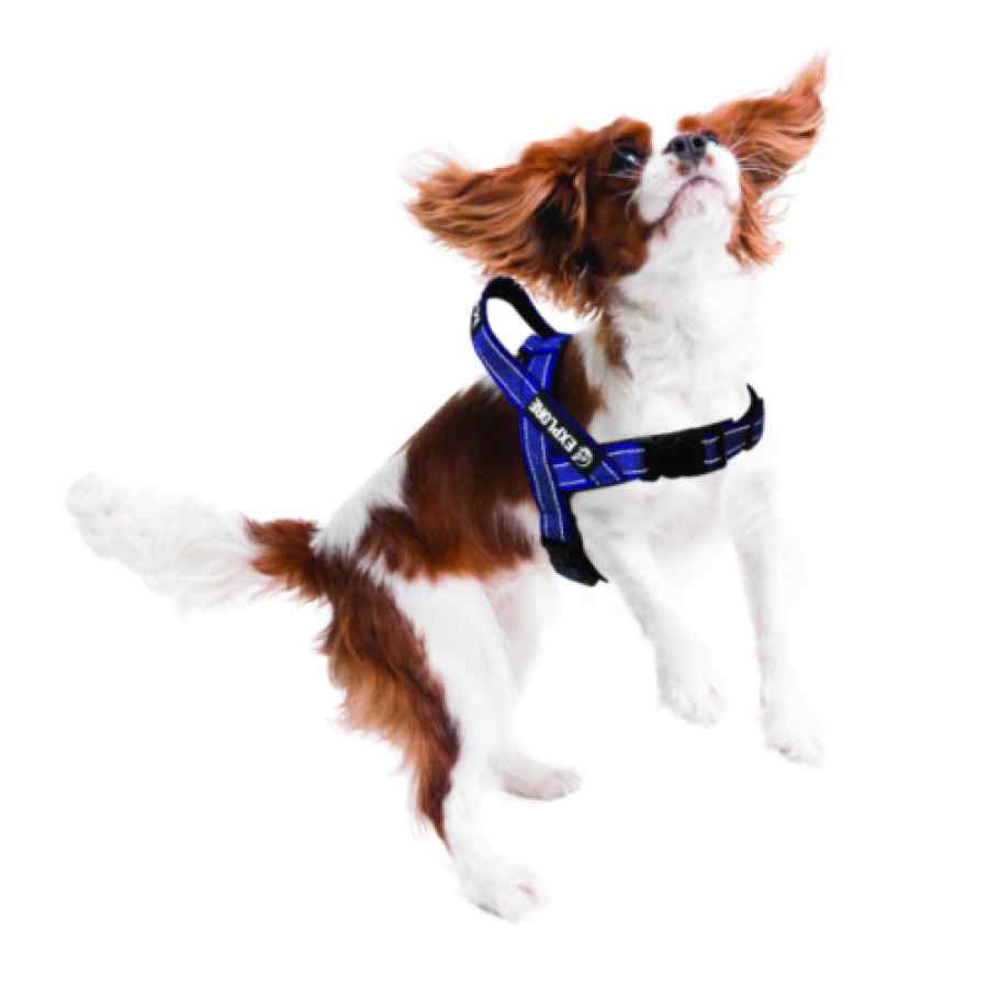 Explore harness azul m, , large image number null